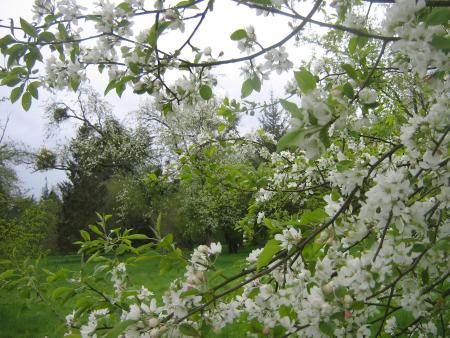 (hyst�rie localis�e)