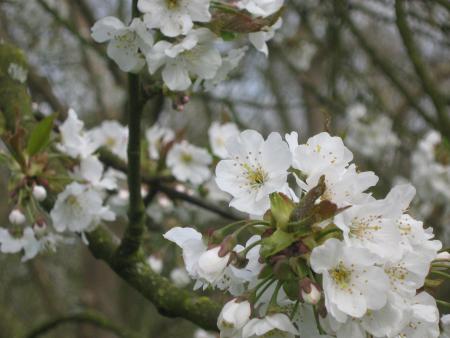 et l�,c'est quelle fleur?