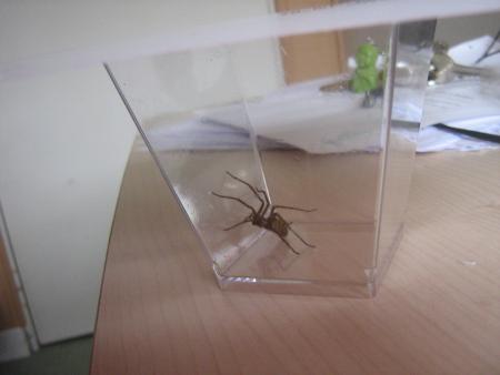 sophie;agent sos nuisibles