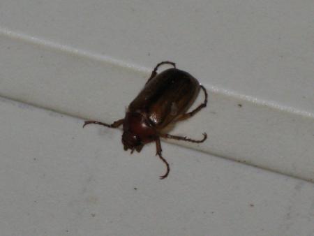 mes amis les hannetons