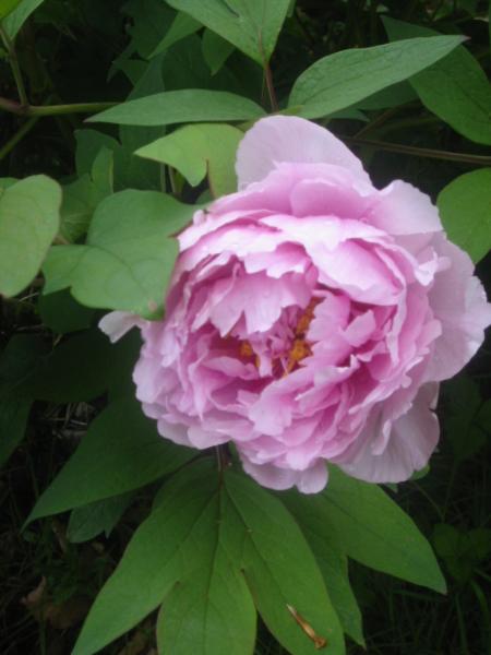 une pivoine, de plus pr�s(^^)