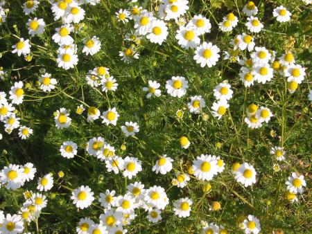 langage des fleurs; B,C,D et E